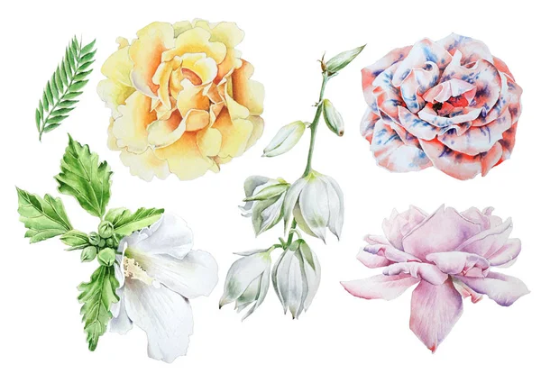 Suluboya çiçeklerle ayarlayın. Rose. Ebegümeci. Yucca. Elle çizilmiş.