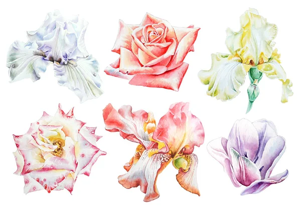 Conjunto com flores aquarela. Íris. Rose... Tulipa. Desenhado à mão . — Fotografia de Stock