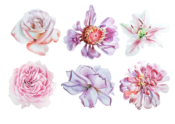Virágok-akvarell szett. Lily. Rose. Bazsarózsa. — Stock Fotó