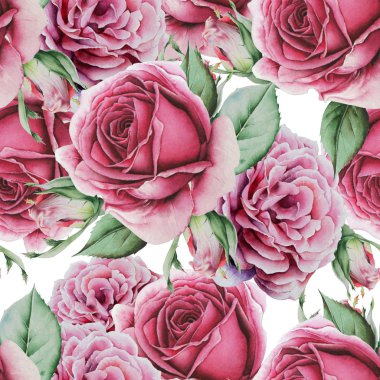 Çiçekli parlak, pürüzsüz bir desen. Gül. Suluboya çizimi. El çizimi.