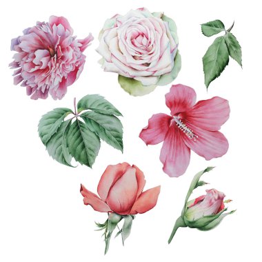 Suluboya çiçek ve yaprakları ile ayarlayın. Rose. Şakayık. Hibiscus. Yaprakları. Elle çizilmiş.