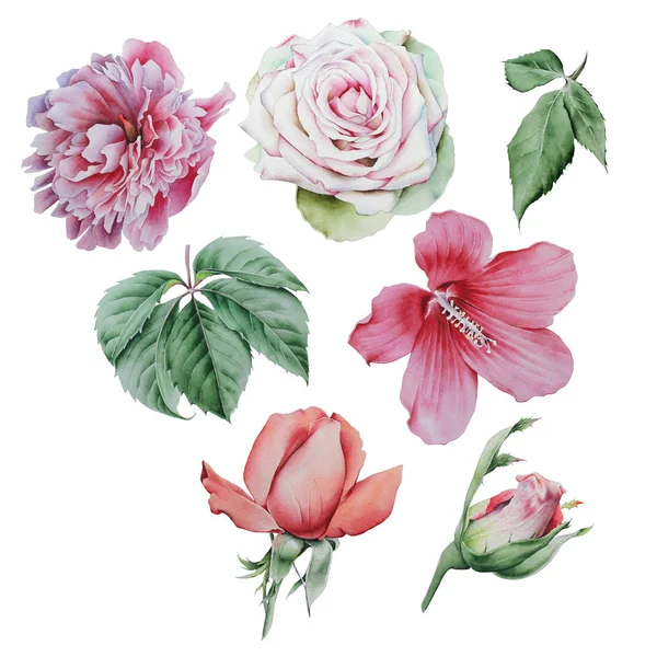 Conjunto com flores aquarela e folhas. Rose... Peony. Hibisco. Folhas. Desenhado à mão . — Fotografia de Stock