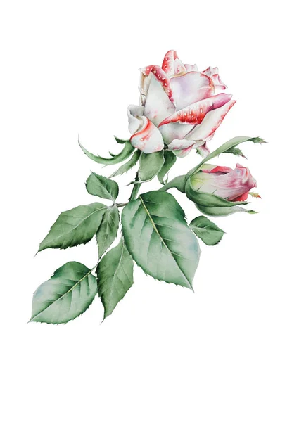 水彩画花束与玫瑰。插图。手绘. — 图库照片