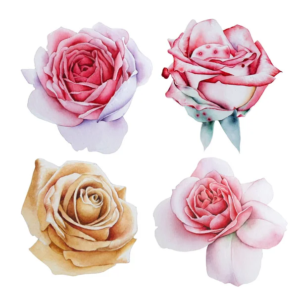 Conjunto com rosas aquarela . — Fotografia de Stock