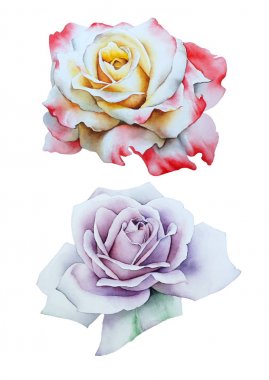 Suluboya gül ile ayarlayın.  