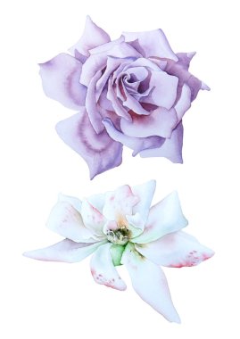 Suluboya güllerle ayarlanmış. El çizimi.