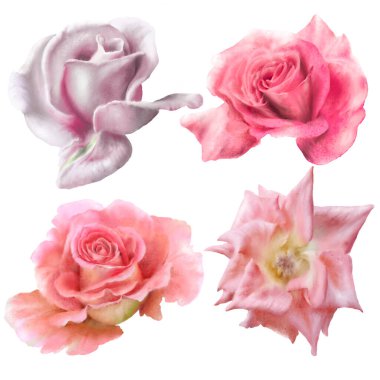 Suluboya güllerle ayarlanmış. El çizimi.