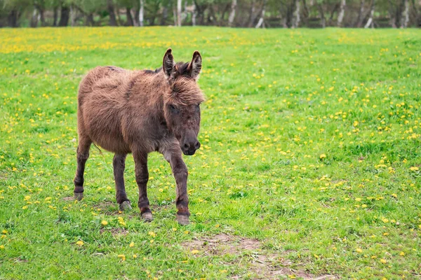 A cute donkey with brown fur walks in a field with green grass and yellow dandelion flowers on a sunny summer day. The concept of farming, life on a ranch