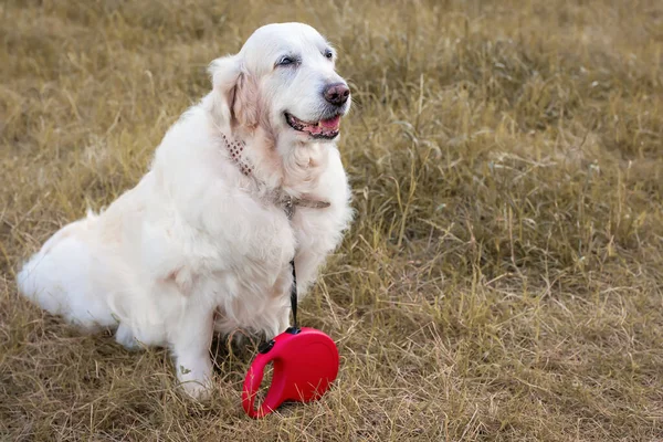 Portrait of a Golden Retriever with a special red roulette Leash on a background of yellow grass. Concept of an autumn walk with a dog. Care of Pets. One day in the life of an senior labrador.