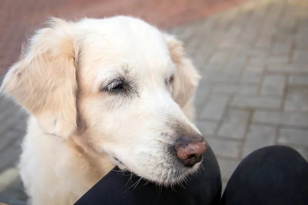 Close-up of a golden retriever putting a head in a woman\'s knees and begging for treats. The concept of friendship between humans and Pets. Caring for dogs. One day in the life of a senior labrador.