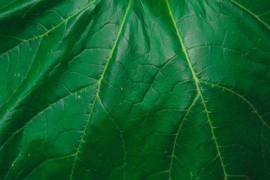 Yeşil bir bitki duvar kağıdı.