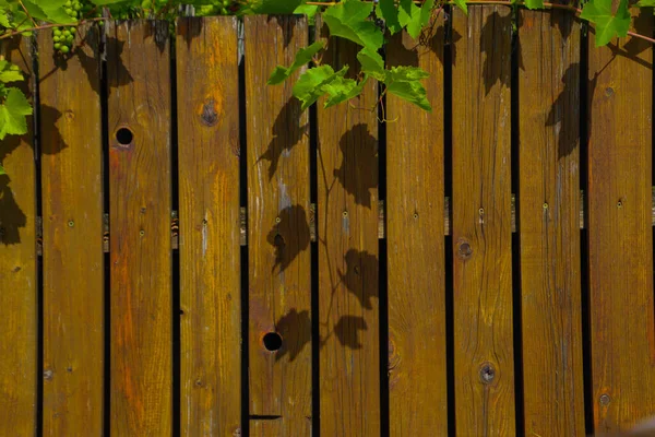 Wood fence background and a little bit vine leaves