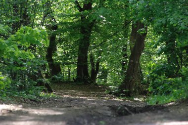 Yaz boyunca ormanda bir yol ve eğri ağaçlar..