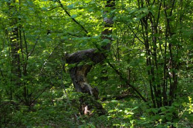 Ormandaki güzel eğri bir ağaç, arka planda güneş ışığıyla kapanır..