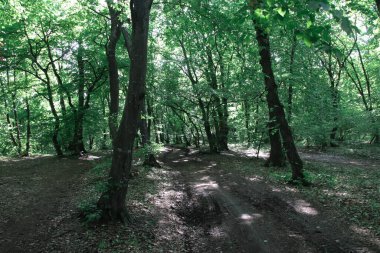Yaz boyunca taze yeşil yaprak döken ağaçlardan oluşan manzaralı bir orman.