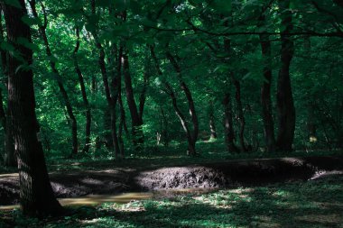 Havuzu, eğri ağaçları ve güneş ışığı olan güzel bir orman..