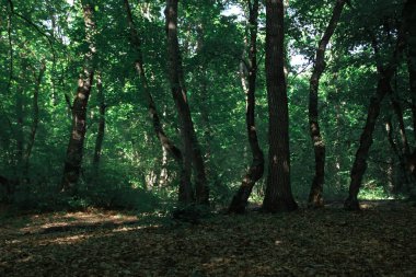 Orman eğri ağaçları. Doğa yeşil ahşap güneş ışığı arkaplanı ve yerde yapraklar. Gizemli Orman