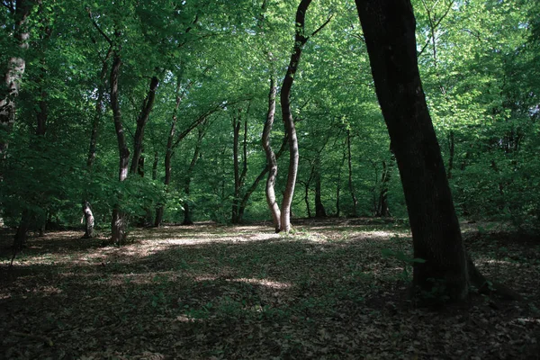 夏の間 影と太陽の光がある森の中の曲がった木 — ストック写真