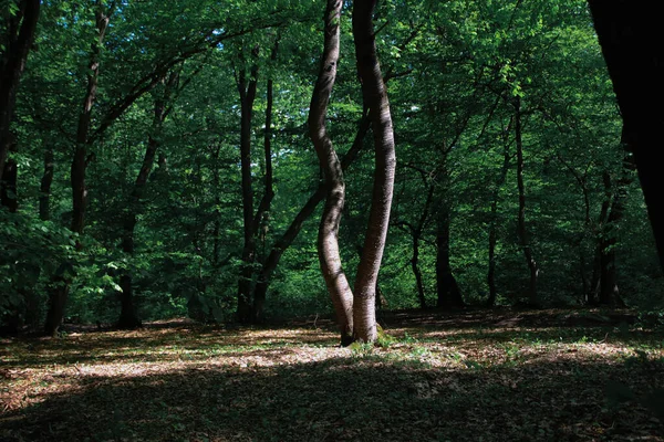 森の真ん中の曲がった木の上に光があります 謎の木 — ストック写真