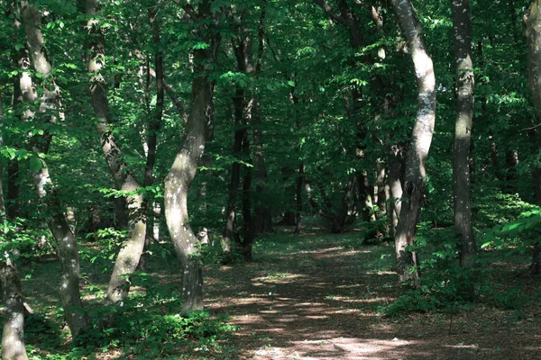 背景に曲がった木や日光に囲まれた緑の森の中の道 — ストック写真