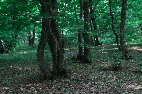 Таинственный Лес Различными Кривыми Деревьями Второй Величине Лес Привидениями Мире — стоковое фото