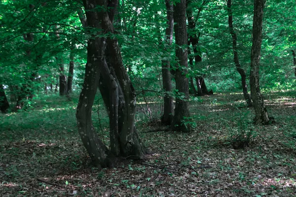 Bosque Misterioso Con Diferentes Árboles Torcidos Segundo Bosque Más Embrujado —  Fotos de Stock