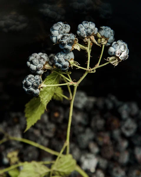 在夏季森林中发现的成熟黑莓 — 图库照片
