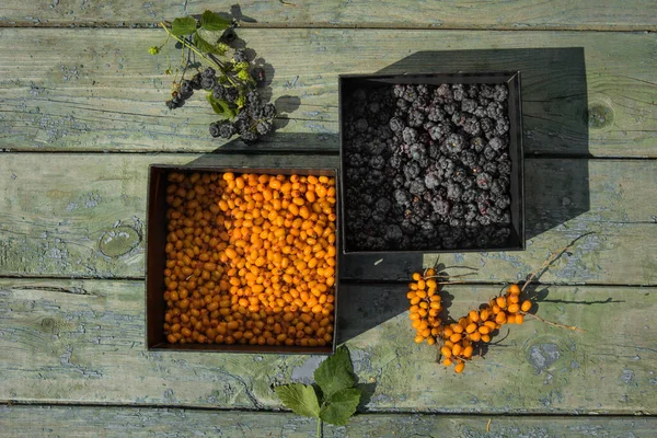 Güneşli, olgun böğürtlenler ve dikenlerle dolu bir hayat. Yüksek kalite fotoğraf