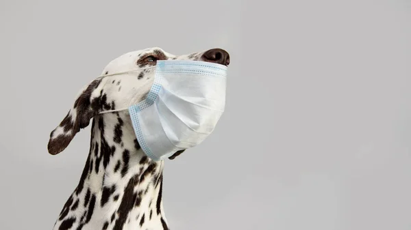 Yüz maskeli bir köpek. Kavram virüsü, covid-19. Yan görünüm. 