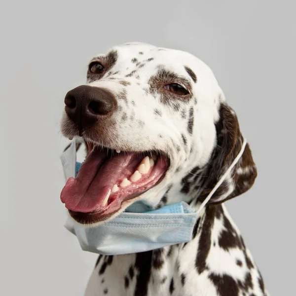 Yüz maskeli bir köpek. Kavram virüsü, covid-19. 