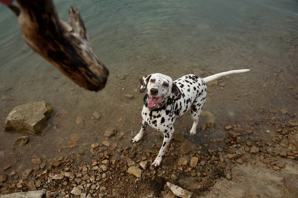Dog plays with stick on lakeside. — Stock Photo, Image