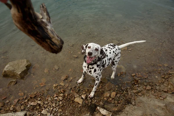 Chien joue avec bâton au bord du lac. Images De Stock Libres De Droits