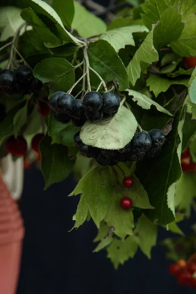 Siyah arka planda bir buket yabanmersini. — Stok fotoğraf