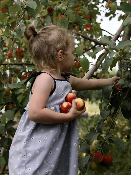 Küçük kız ağaçtan elma koparıyor. 