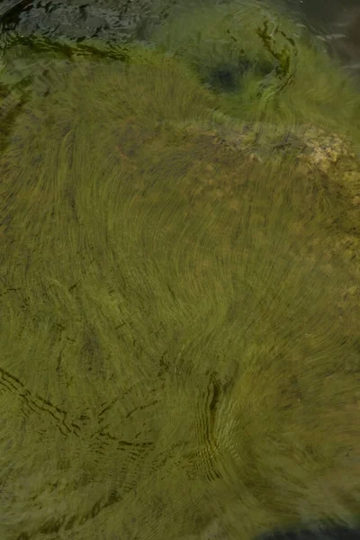 Tina 'nın su altındaki dokusu. Parlak yüzey yeşil.