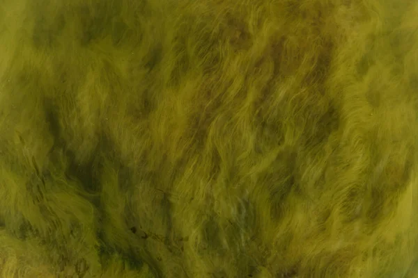 Tina 'nın su altındaki dokusu. Parlak yüzey yeşil.