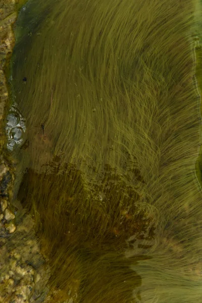 Tina 'nın su altındaki dokusu. Parlak yüzey yeşil.