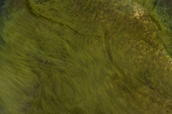 Tina 'nın su altındaki dokusu. Parlak yüzey yeşil.