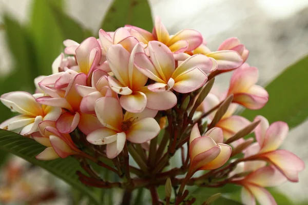 Vivir Flores Tropicales Reales — Foto de Stock