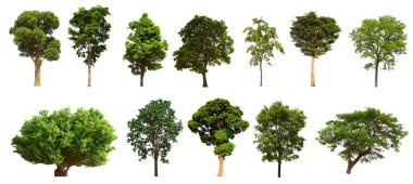 İzole edilmiş yeşil ağaç kümesi beyaz bir arkaplanda yer almaktadır. İzole edilmiş yeşil ağaç kümesi beyaz zemin üzerinde tropikal ağaçta toplanmaktadır.