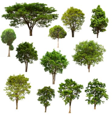 İzole edilmiş yeşil ağaç kümesi beyaz bir arkaplanda yer almaktadır. İzole edilmiş yeşil ağaç kümesi beyaz zemin üzerinde tropikal ağaçta toplanmaktadır.