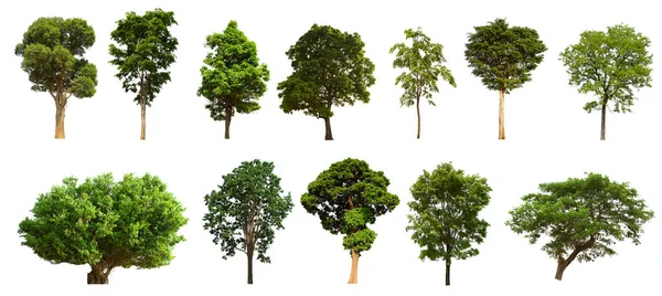 İzole edilmiş yeşil ağaç kümesi beyaz bir arkaplanda yer almaktadır. İzole edilmiş yeşil ağaç kümesi beyaz zemin üzerinde tropikal ağaçta toplanmaktadır.