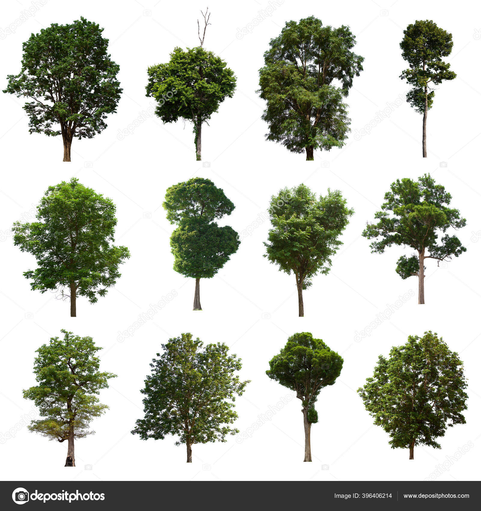 独立的绿树集位于白色背景上收集白色背景上的独立绿树——图库图片© pinamka666@gmail.com #396406214, image size:1600x1700