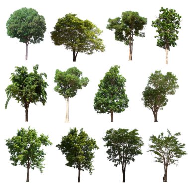 İzole edilmiş yeşil ağaç kümesi beyaz bir arkaplanda yer almaktadır. İzole edilmiş yeşil ağaç kümesi beyaz zemin üzerinde tropikal ağaçta toplanmaktadır.