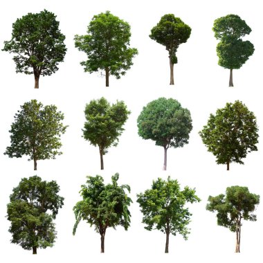 İzole edilmiş yeşil ağaç kümesi beyaz bir arkaplanda yer almaktadır. İzole edilmiş yeşil ağaç kümesi beyaz zemin üzerinde tropikal ağaçta toplanmaktadır.