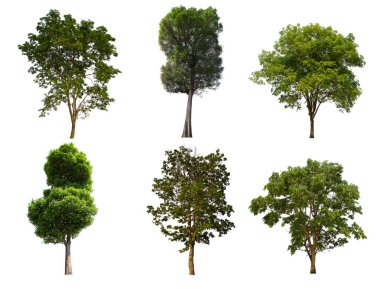 İzole edilmiş yeşil ağaç kümesi beyaz bir arkaplanda yer almaktadır. İzole edilmiş yeşil ağaç kümesi beyaz zemin üzerinde tropikal ağaçta toplanmaktadır.