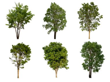 İzole edilmiş yeşil ağaç kümesi beyaz bir arkaplanda yer almaktadır. İzole edilmiş yeşil ağaç kümesi beyaz zemin üzerinde tropikal ağaçta toplanmaktadır.