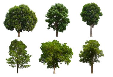 İzole edilmiş yeşil ağaç kümesi beyaz bir arkaplanda yer almaktadır. İzole edilmiş yeşil ağaç kümesi beyaz zemin üzerinde tropikal ağaçta toplanmaktadır.