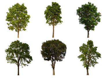 İzole edilmiş yeşil ağaç kümesi beyaz bir arkaplanda yer almaktadır. İzole edilmiş yeşil ağaç kümesi beyaz zemin üzerinde tropikal ağaçta toplanmaktadır.