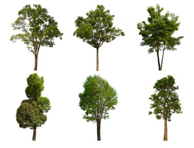 İzole edilmiş yeşil ağaç kümesi beyaz bir arkaplanda yer almaktadır. İzole edilmiş yeşil ağaç kümesi beyaz zemin üzerinde tropikal ağaçta toplanmaktadır.